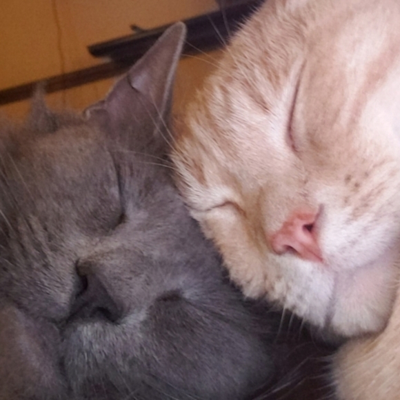 Meet your Posher, Dave - Picture 1 of 6